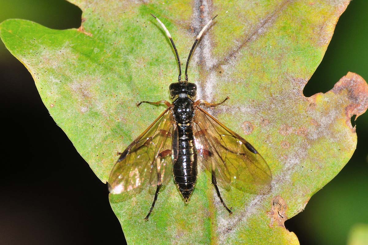 Tenthredinidae N 7: Apethymus serotinus